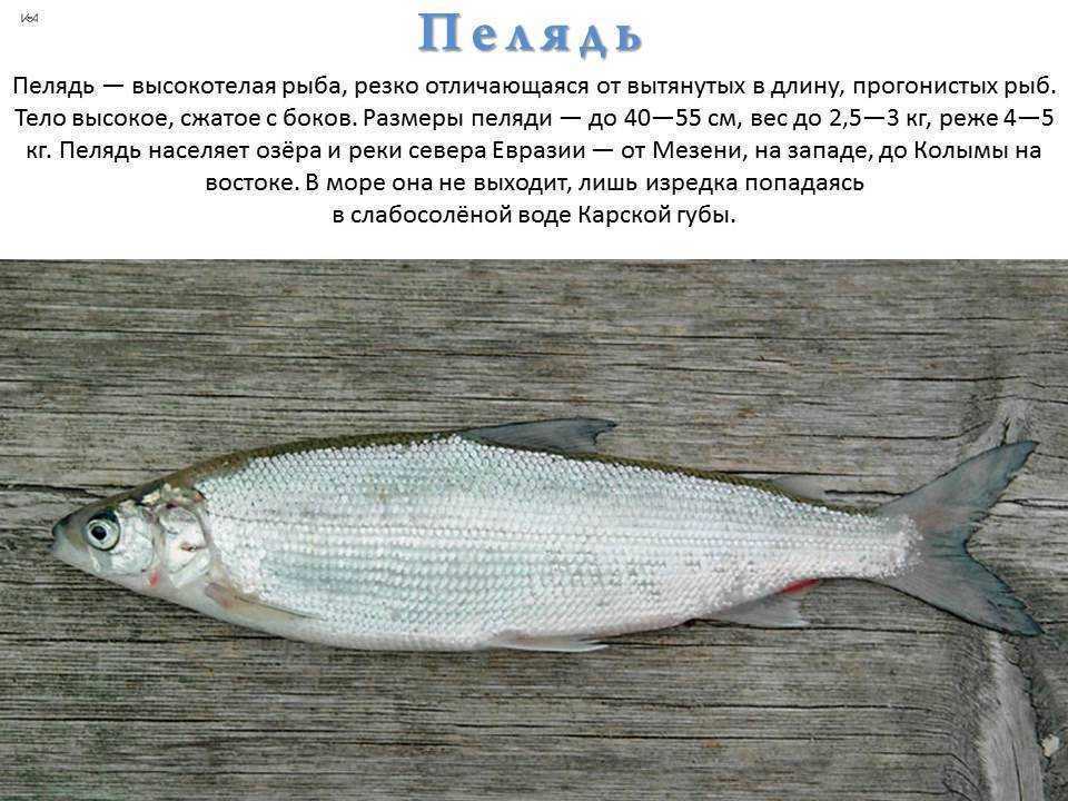 Красный волк: как выглядит, где обитаем, чем питается и интересные факты (фото)
