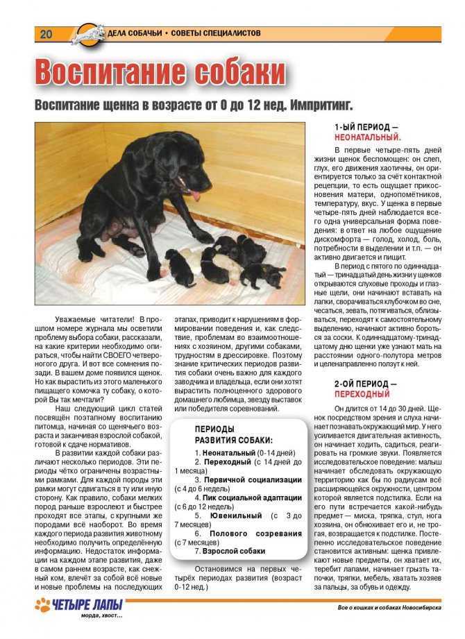 Дрессировка собак в домашних условиях для начинающих, 1 часть – с чего начать, команды ко мне и рядом