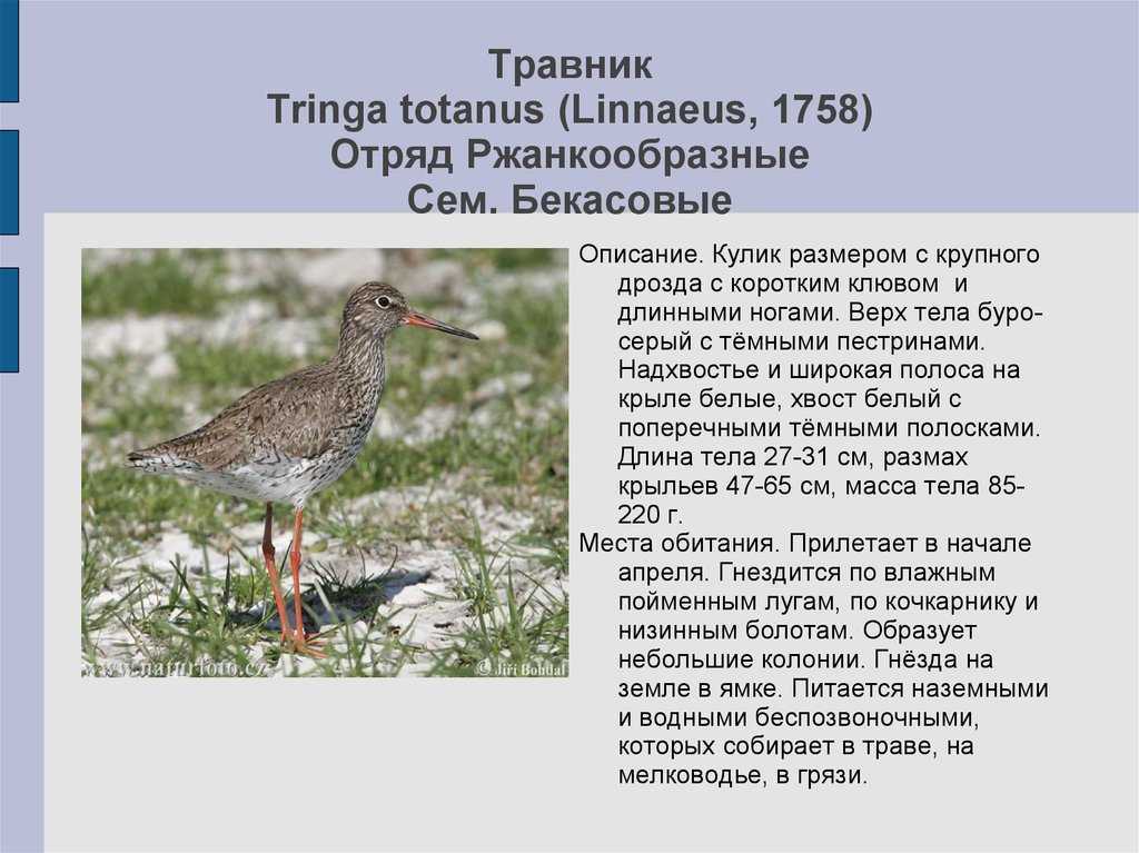 Сайгак