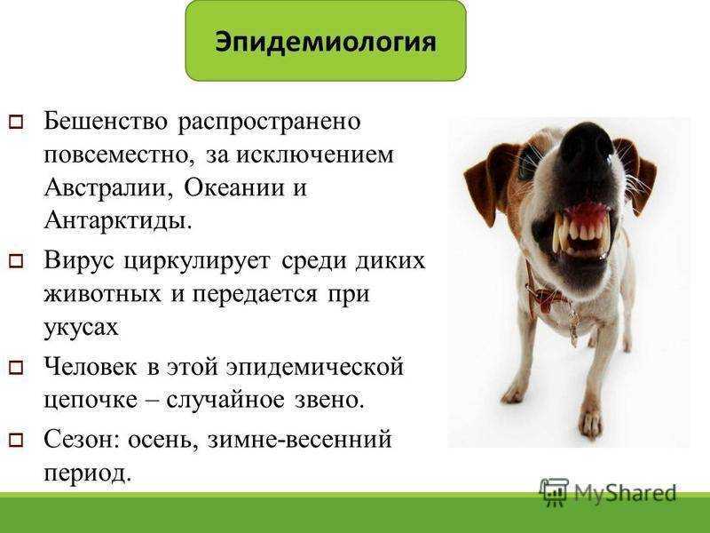 Прививка от бешенства собаке: правила вакцинации, как часто делать, как подготовить собаку
