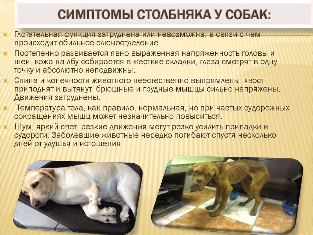 Чумка у собак