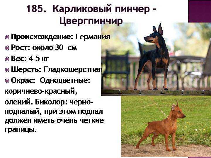 Басенджи