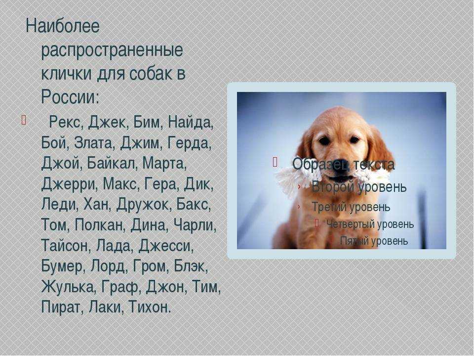 Клички для котов, смешные и забавные