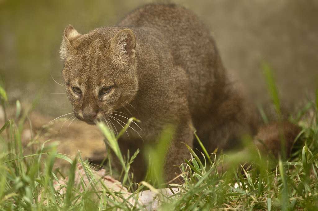 Ягуарунди puma yaguarondi