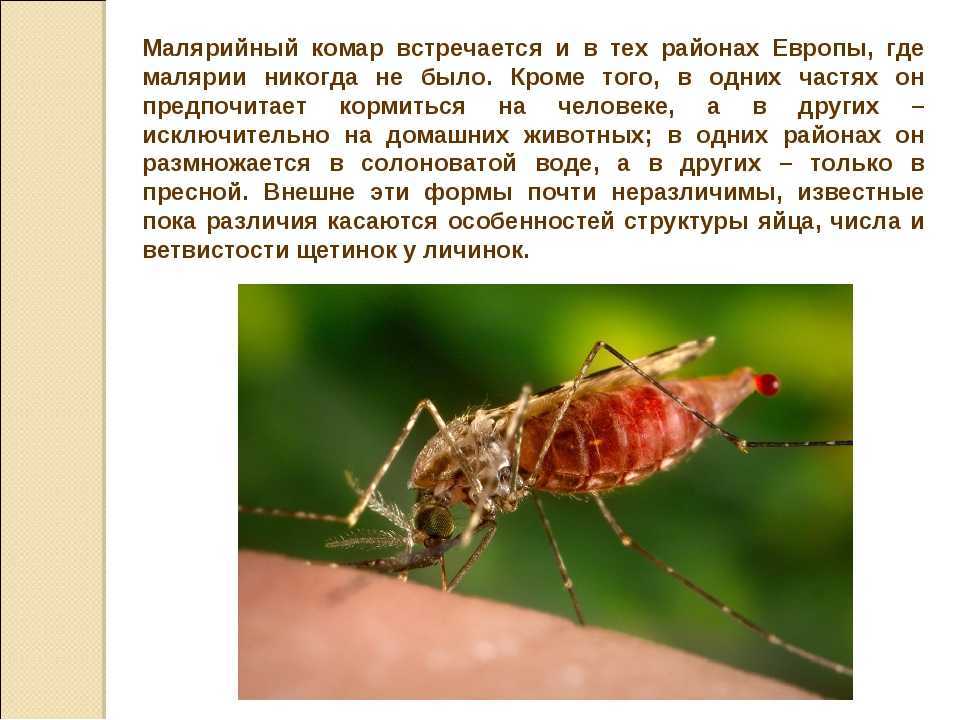 Описание и фото малярийных комаров