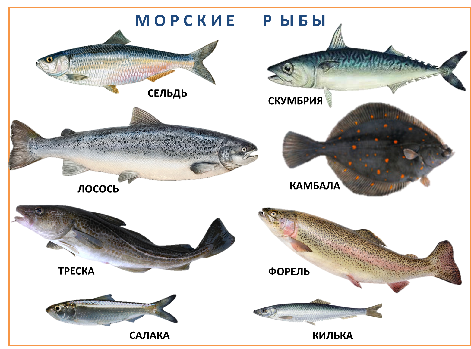 Рыбы финского залива