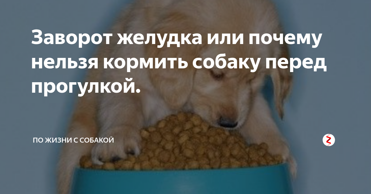Какие косточки разрешено давать взрослой собаке: с какого возраста дают щенку