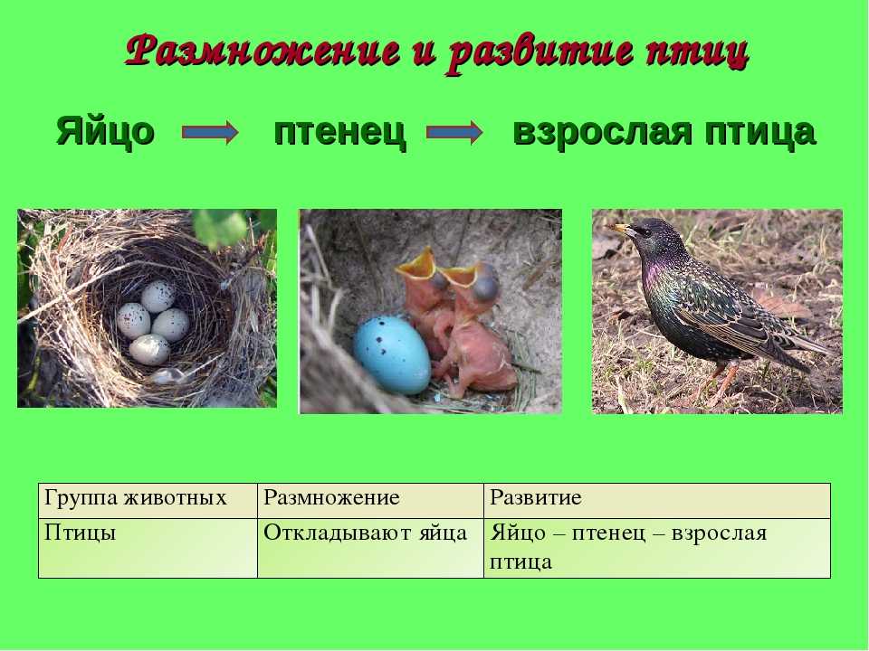 Вид, его критерии. популяция – структурная единица вида и элементарная единица эволюции. микроэволюция. образование новых видов. способы видообразования. сохранение многообразия видов как основа устойчивости биосферы / справочник :: бингоскул