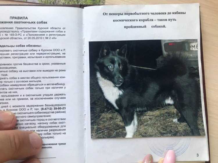 Дрессировка и воспитание алабая в домашних условиях: правила, техника, рекомендации кинологов