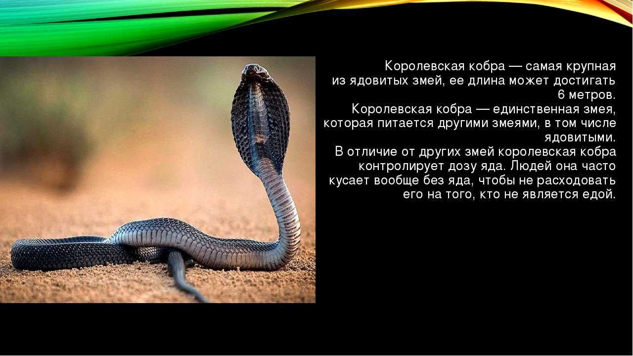 Виды змей: характеристика и строение, образ жизни