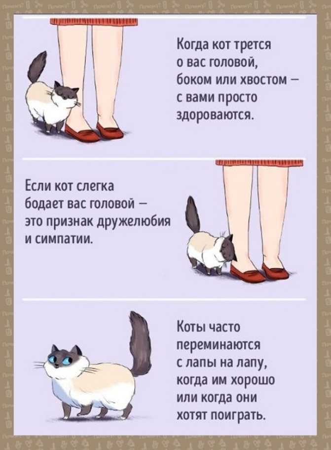 Как понять язык кошек: вербальное и невербальное общение | звери дома