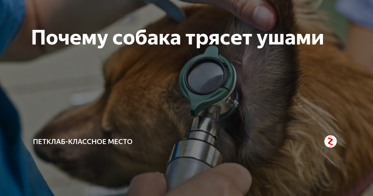Ветрянка у детей: симптомы и лечение | ветряная оспа у детей, фото первых признаков болезни