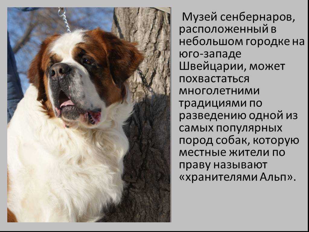 Сенбернар – характеристика породы собак, описание характера и достоинств