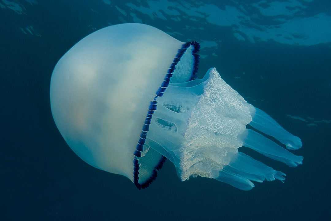 Опасные медузы (ядовитые), обитающие в черном море