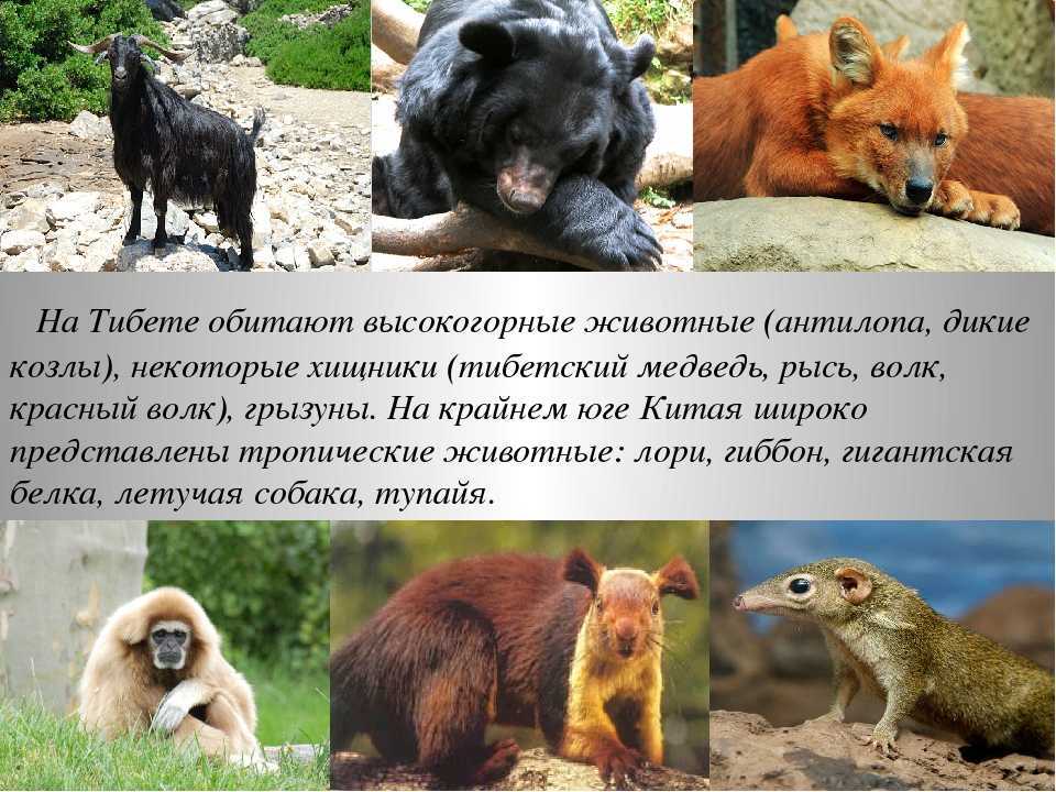 13 невероятных летающих животных (млекопитающие, рептилии и птицы) / биология | thpanorama - сделайте себя лучше уже сегодня!