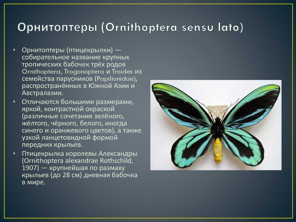 Голубянка бабочка. образ жизни и среда обитания бабочки голубянки