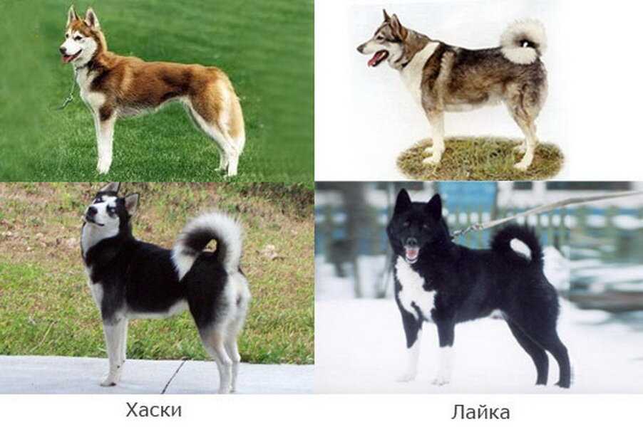 Чем отличается порода хаски от лайки: главные отличия пород.