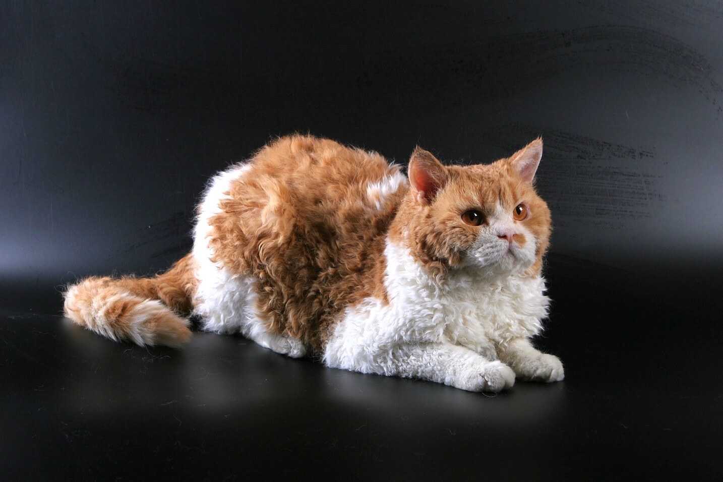 Селкирк-рекс: фото и описание породы короткошерстных и длинношерстных кошек, особенности содержания