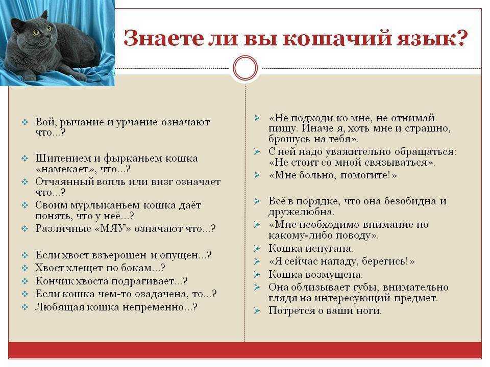 Кошка прячется в темные места: выясняем причины | ваши питомцы