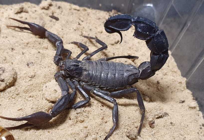 Паукообразные: где обитают скорпионы?