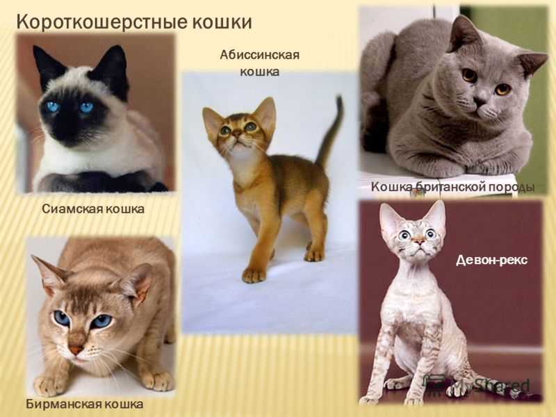 Сколько пород кошек существует на земле. сколько всего есть пород кошек