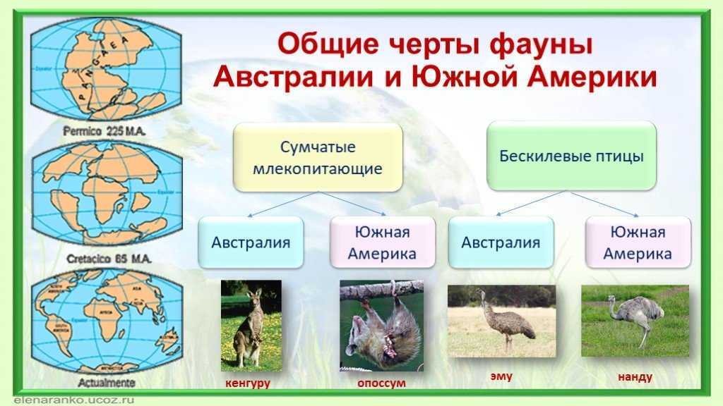 25 интересных фактов о тюленях