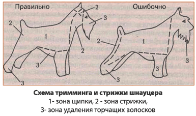 Тримминг собак и необходимые инструменты (нож, машинка и т.д.)