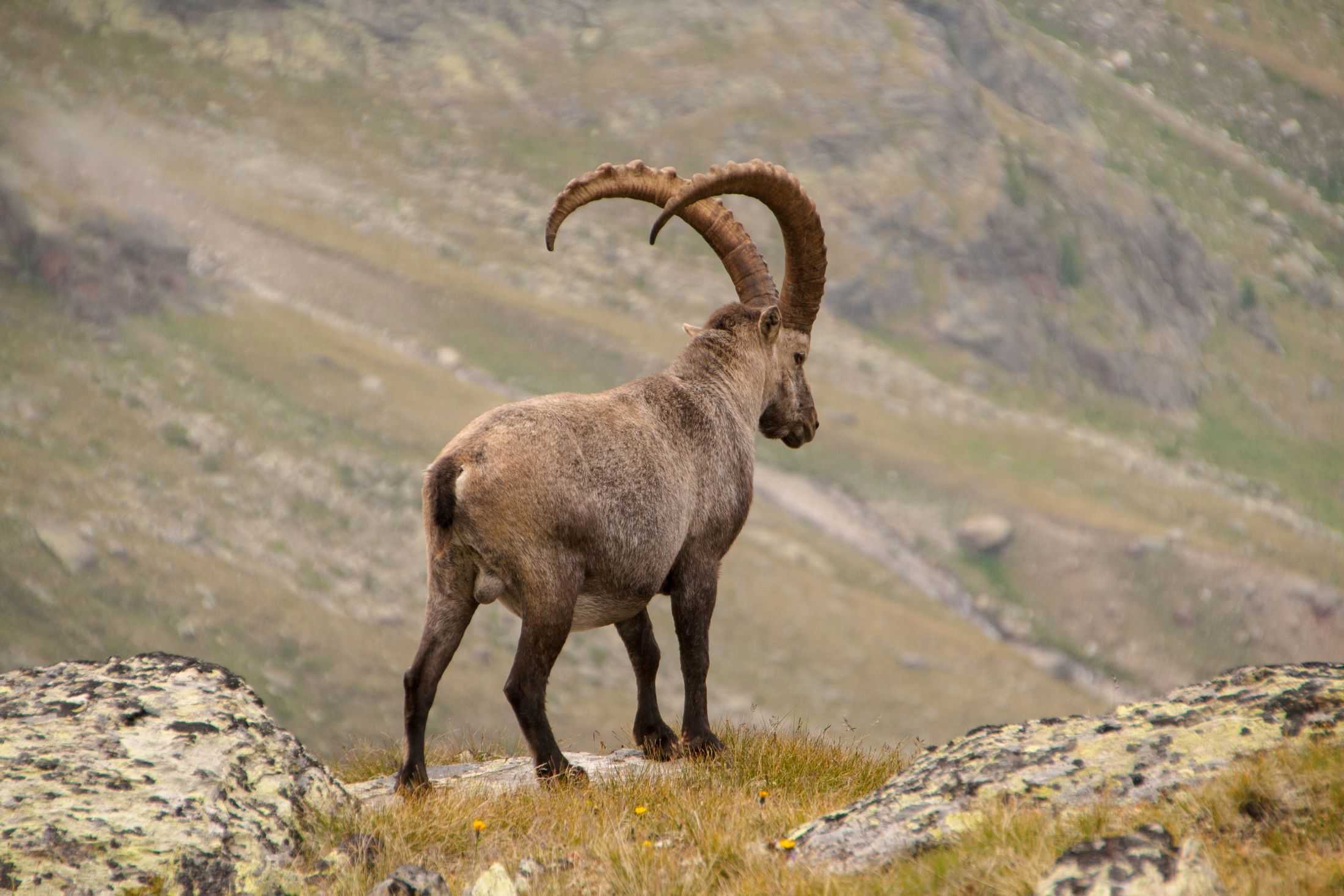 Горный козел кавказский тур – гордое и благородное животное, нуждающееся в охране