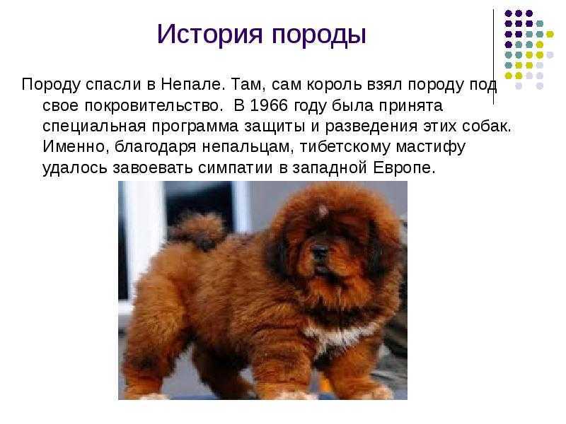 Тибетский мастиф: фото, характеристика и описание породы, видео, характер, уход за щенком