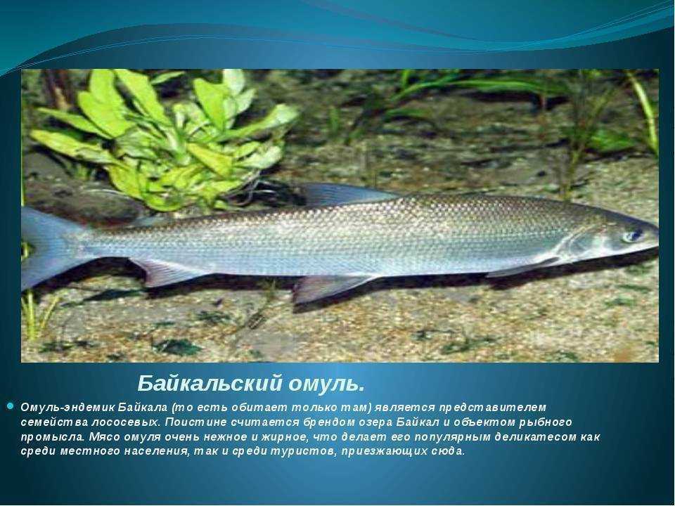 Сорная рыба: понятия, мысли вслух о пользе и вреде