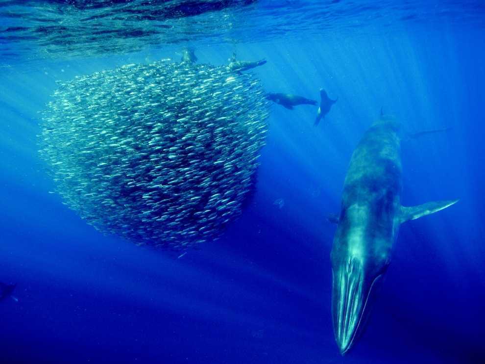 Малый полосатик — основной объект китобойного промысла