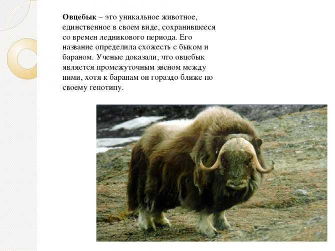 Овцебык: интересные факты о животном