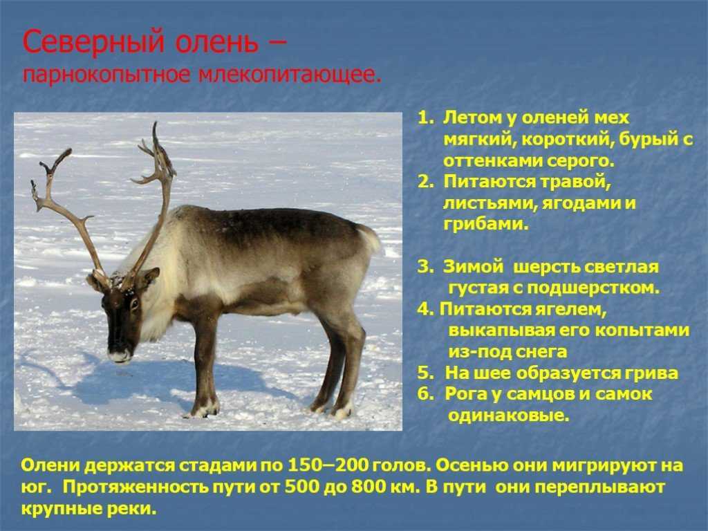 Северный олень обитает в тайге и тундре Северной Европы, Сибири и Северной Америки Всего выделяют 10 подвидов северного оленя Одомашненных северных оленей
