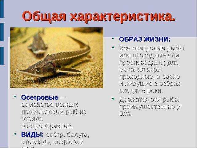 Стерлядь: фото рыбы, чем она питается, где водится в природе