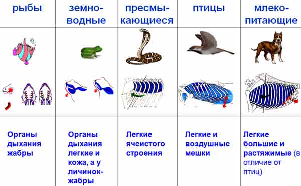 Признаки земноводных, их отличия от рыб и основные аспекты эволюции