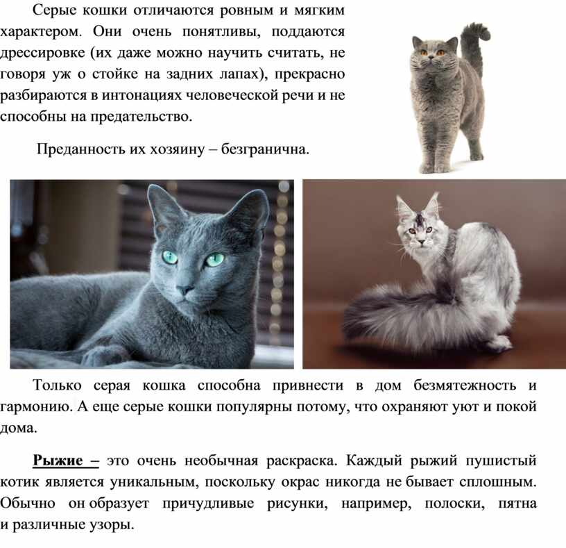 Корат кошка: описание породы, фото, характер, видео, уход