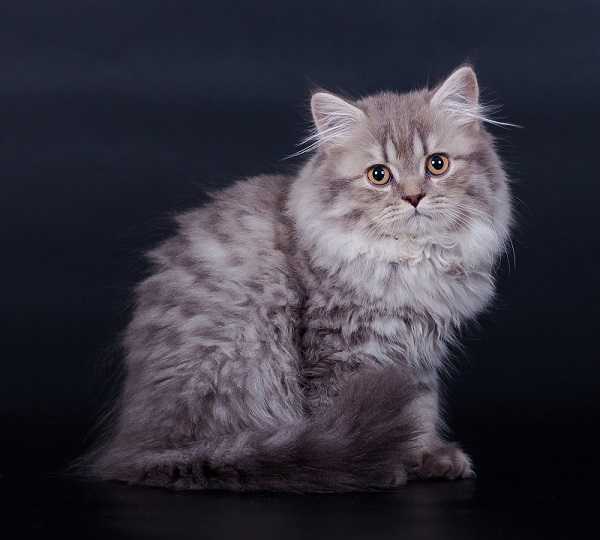 Длинношерстные кошки: породы с фото и описанием