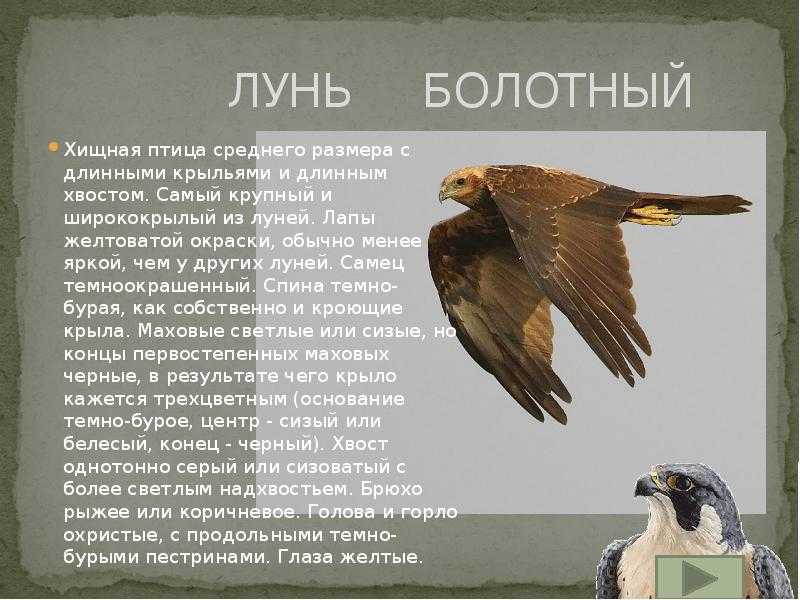 Givotinki.ru. виды орлов. описание, особенности и ареал обитания