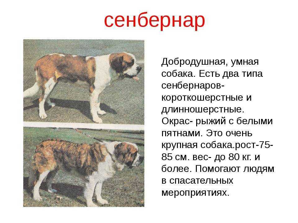 Сенбернар: характеристика породы, плюсы и минусы, уход и содержание - zoosecrets