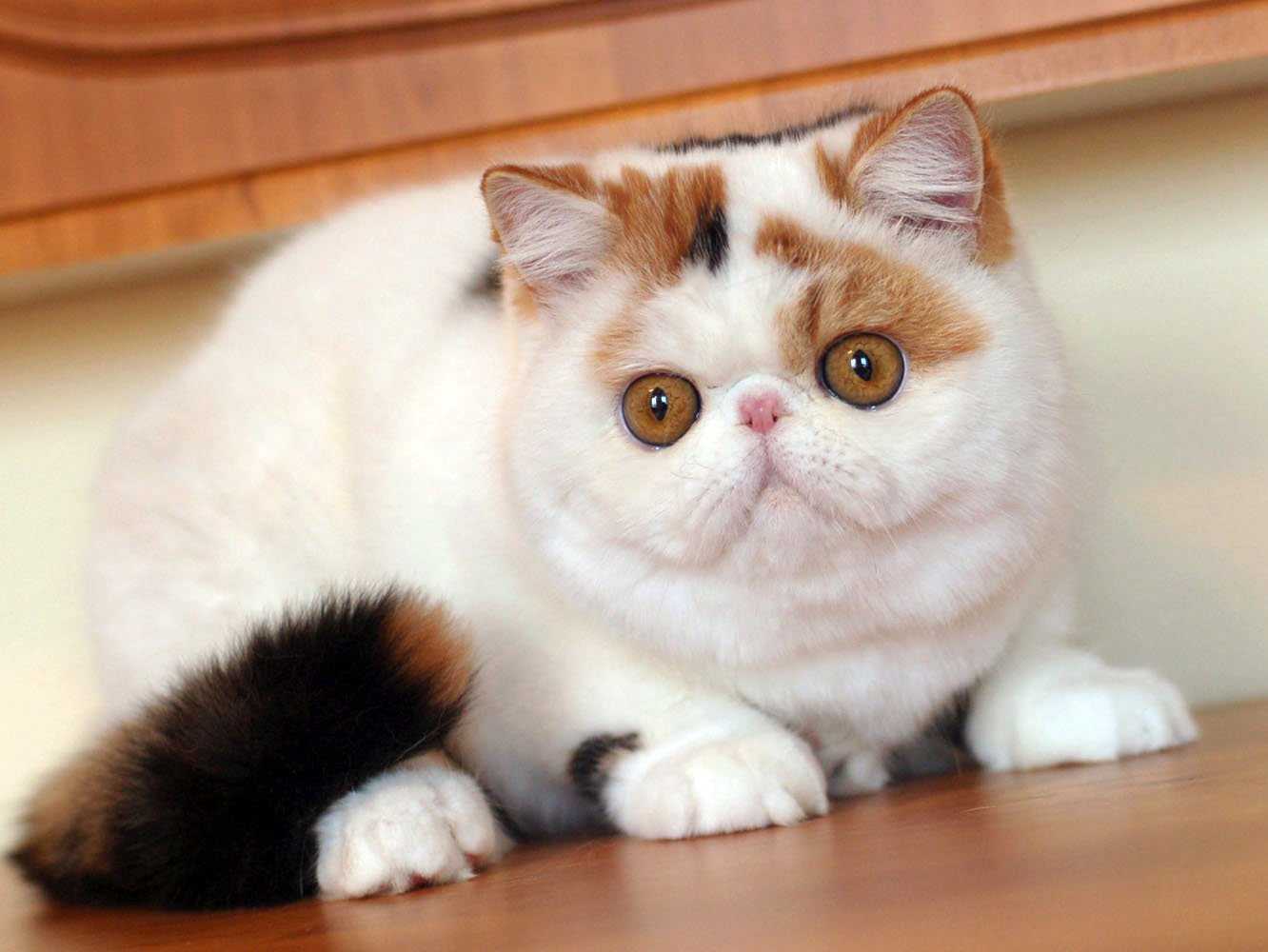 Экзотическая короткошерстная кошка (экзот): фото, особенности породы