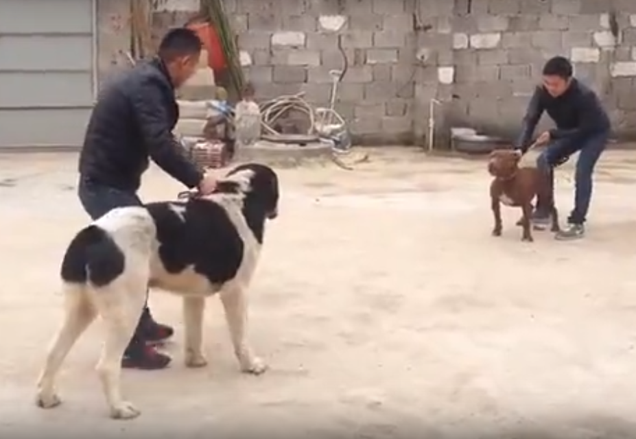 ᐉ кто сильнее алабай или кавказская овчарка - zoovet24.ru