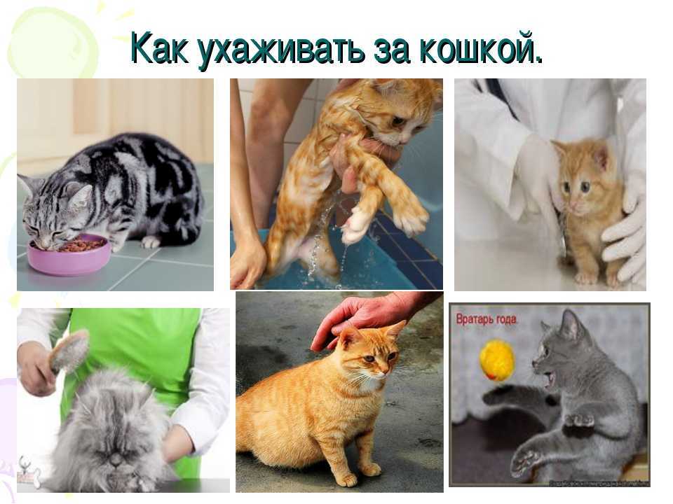 Уход за кошками в домашних условиях