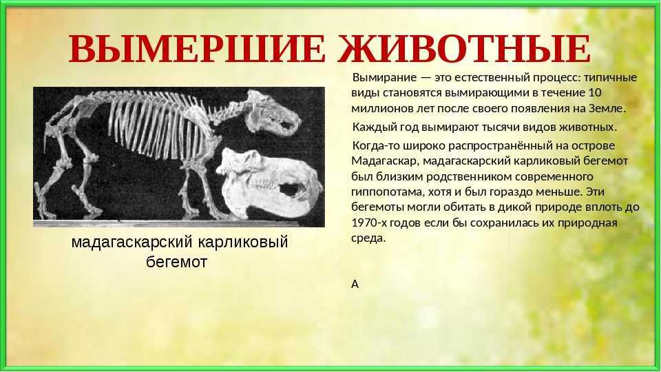 Аравийский орикс - описание, среда обитания, образ жизни