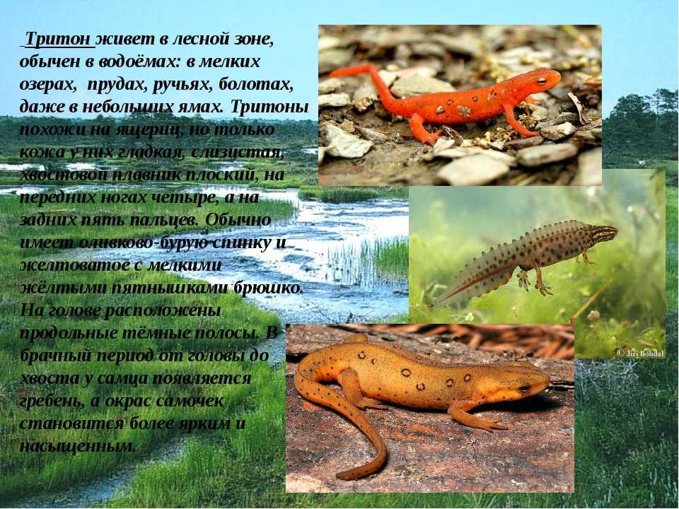 Ареал тритона Карелина относительно небольшой и простирается от центральной Сербии до побережья Каспийского моря в Иране Встречается тритон на юге Болгарии,