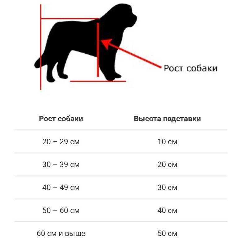 Восточноевропейская овчарка - стандарт и описание породы, характер и окрас, содержание в домашних условиях