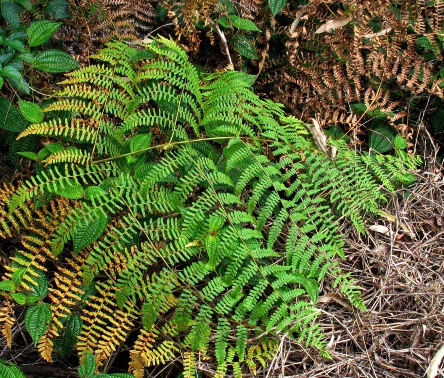 Орляк обыкновенный - pteridium aquilinum (l.) kuhn