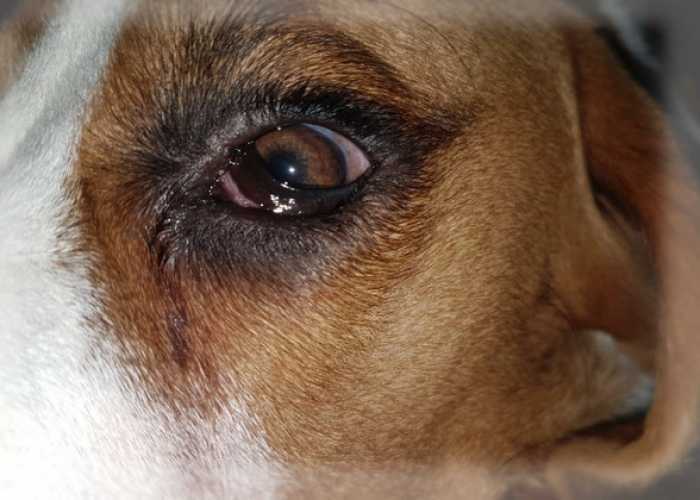 Лекарства и капли при заболеваниях глаз у собак