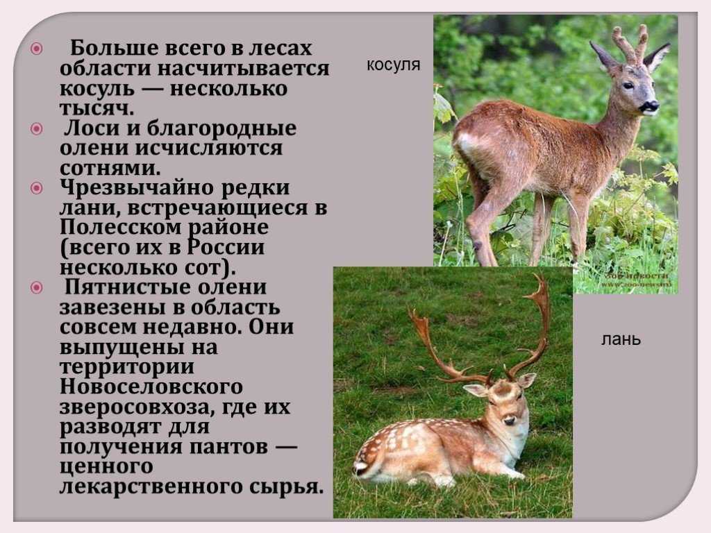 Места для рыбалки в калининграде и калининградской области - рыбные места на карте, где ловить рыбу