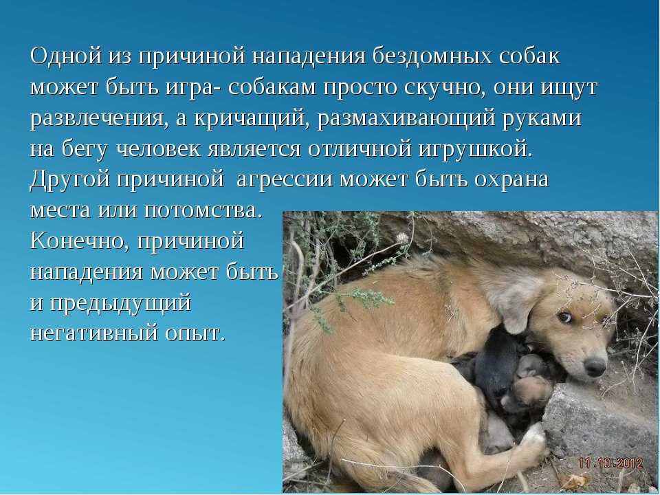 Стоит ли тревожиться если кошка постоянно вылизывается?