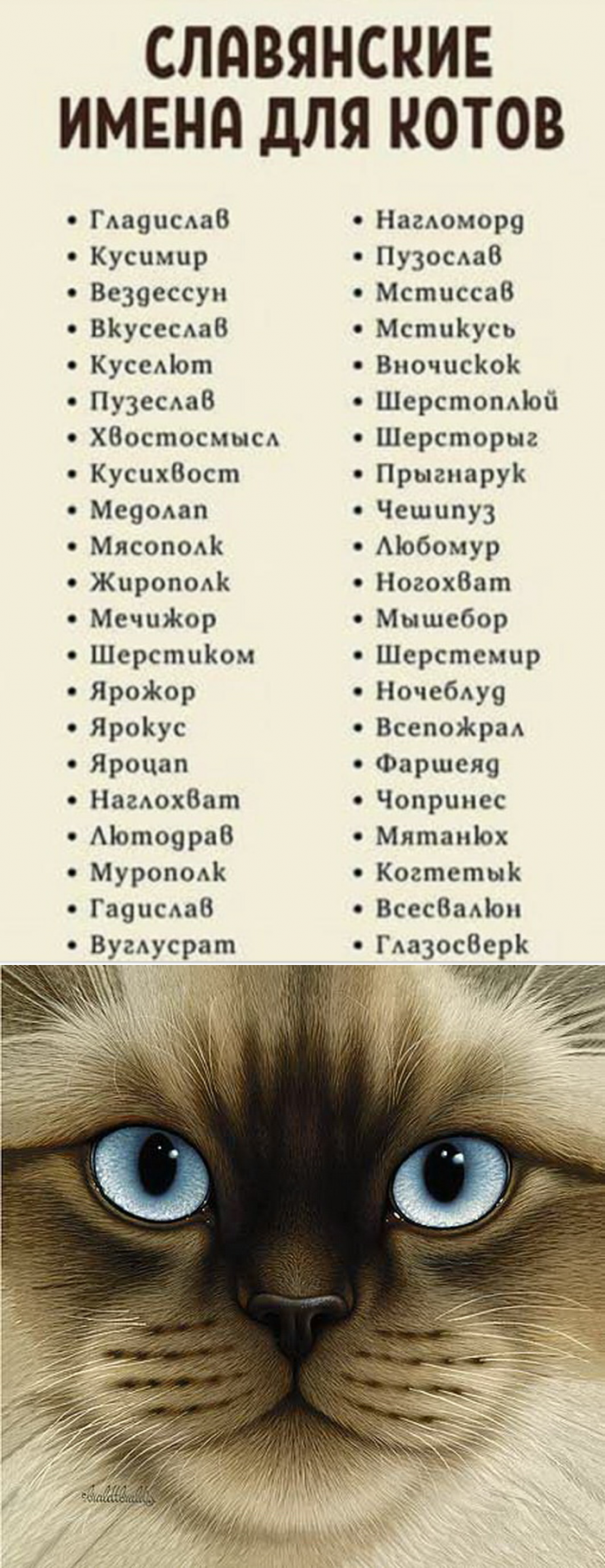 Как назвать кошку или кота, имена для мальчиков и девочек